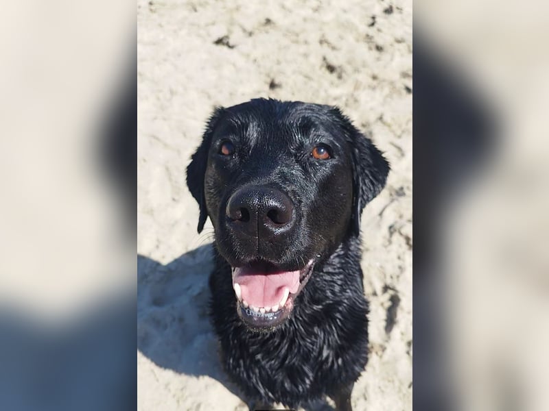 Wurfplanung Labrador Retriever - Arbeitslinie