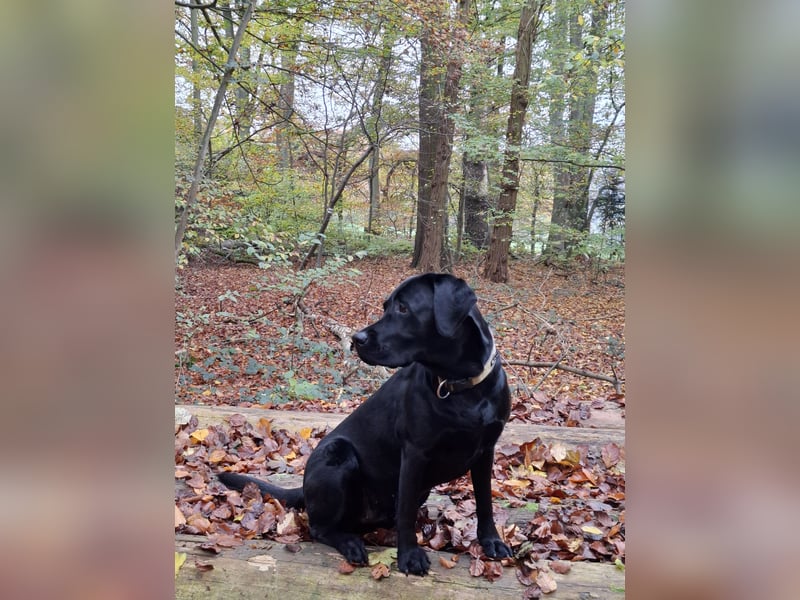 Wurfplanung Labrador Retriever - Arbeitslinie