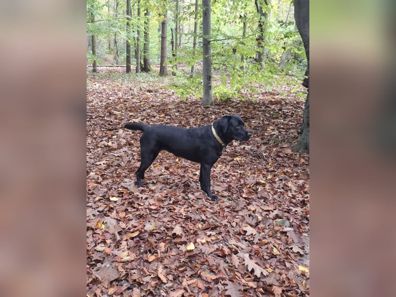 Wurfplanung Labrador Retriever - Arbeitslinie