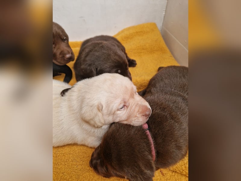 Reinrassig Labradorwelpen mit Ahnenpass