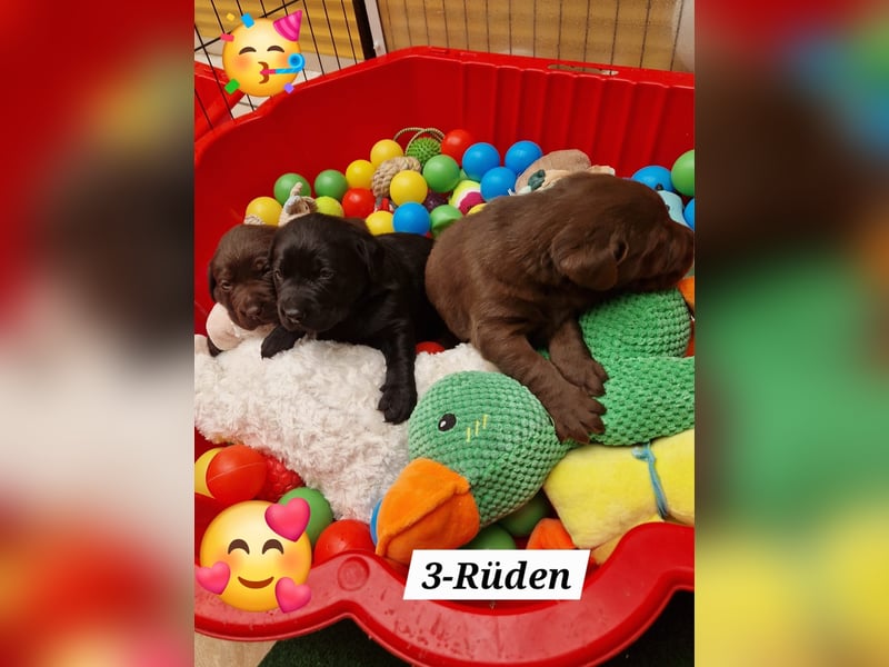 Reinrassig Labradorwelpen mit Ahnenpass