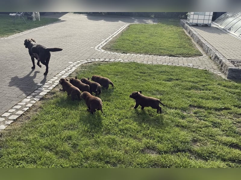 Zuckersüße Reinrassige Labrador Welpen suchen liebevolles Zuhause!