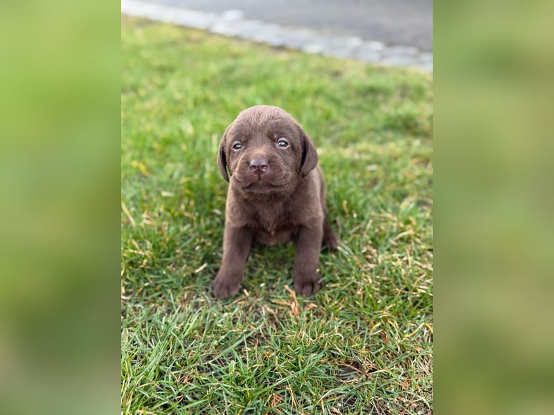 Zuckersüße Reinrassige Labrador Welpen suchen liebevolles Zuhause!