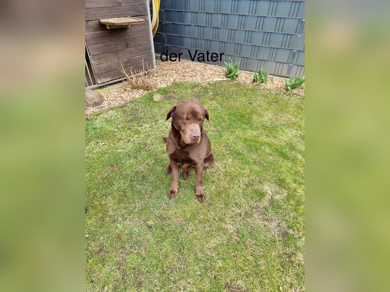 Zuckersüße Reinrassige Labrador Welpen suchen liebevolles Zuhause!