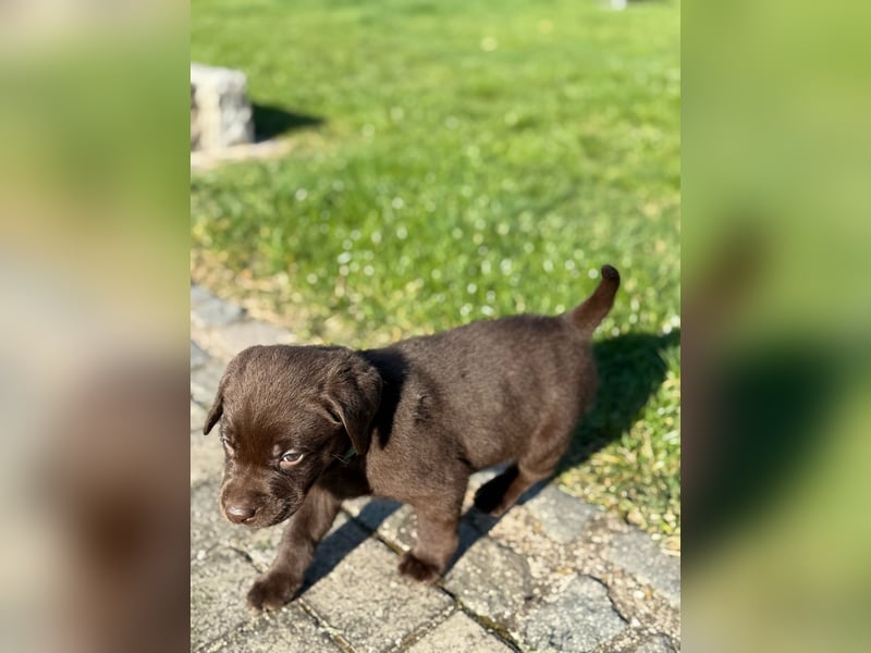 Zuckersüße Reinrassige Labrador Welpen suchen liebevolles Zuhause!
