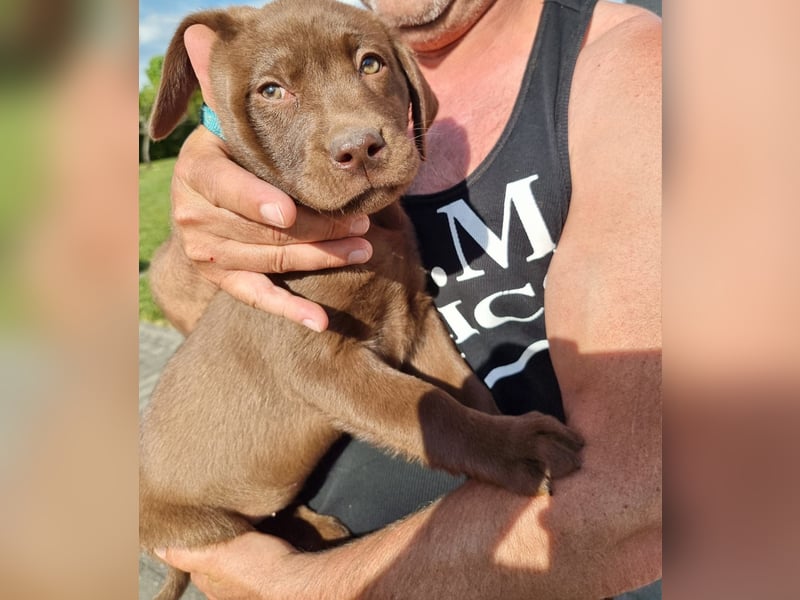 Zuckersüße Reinrassige Labrador Welpen suchen liebevolles Zuhause!