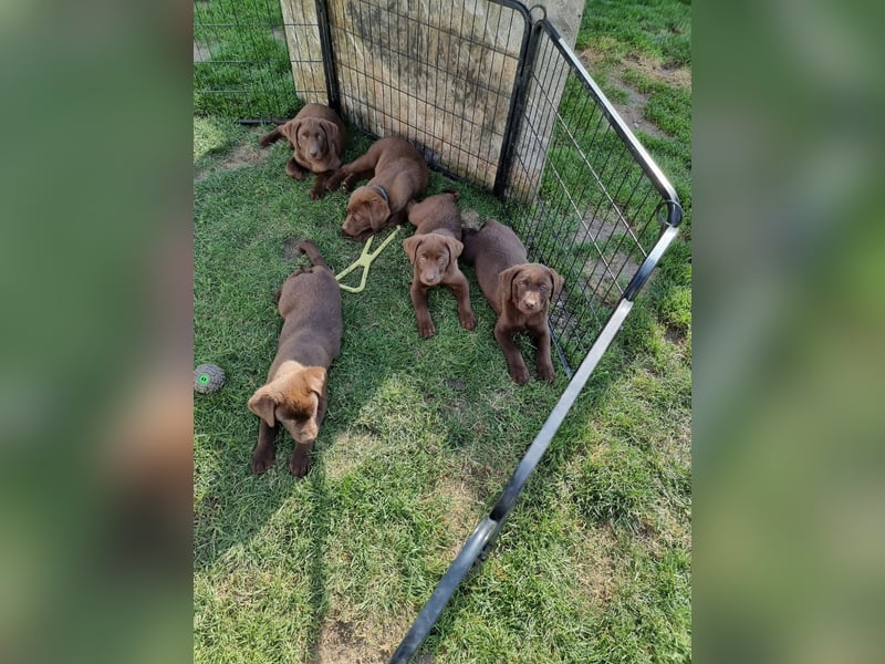Zuckersüße Reinrassige Labrador Welpen suchen liebevolles Zuhause!