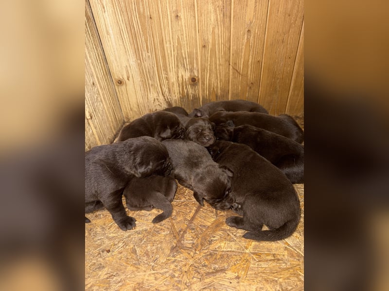 Zuckersüße Reinrassige Labrador Welpen suchen liebevolles Zuhause!