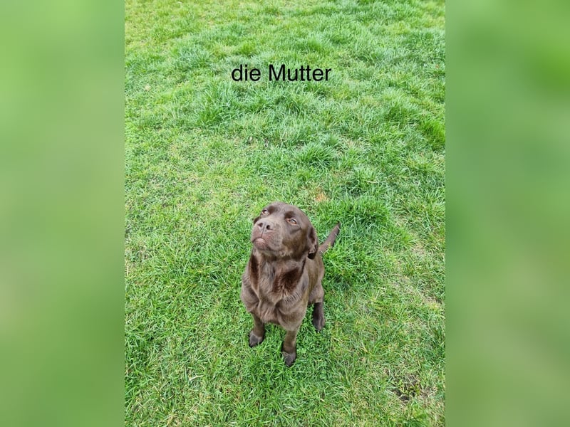 Zuckersüße Reinrassige Labrador Welpen suchen liebevolles Zuhause!
