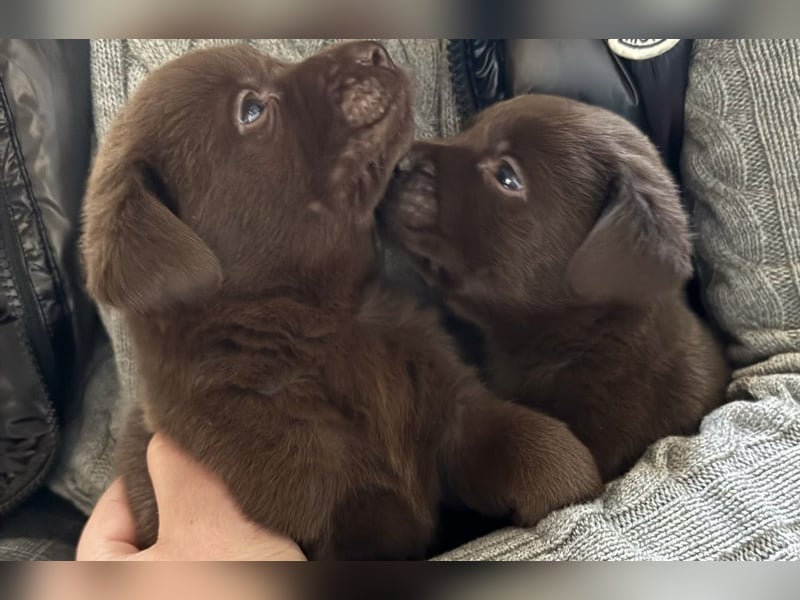 Zuckersüße Reinrassige Labrador Welpen suchen liebevolles Zuhause!