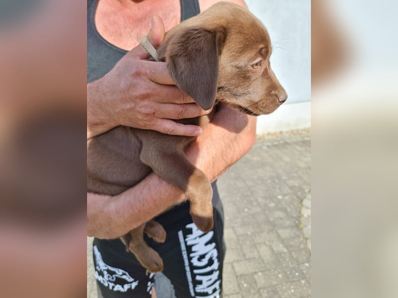 Zuckersüße Reinrassige Labrador Welpen suchen liebevolles Zuhause!