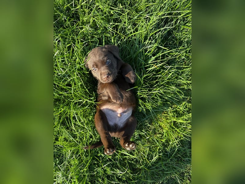 Zuckersüße Reinrassige Labrador Welpen suchen liebevolles Zuhause!