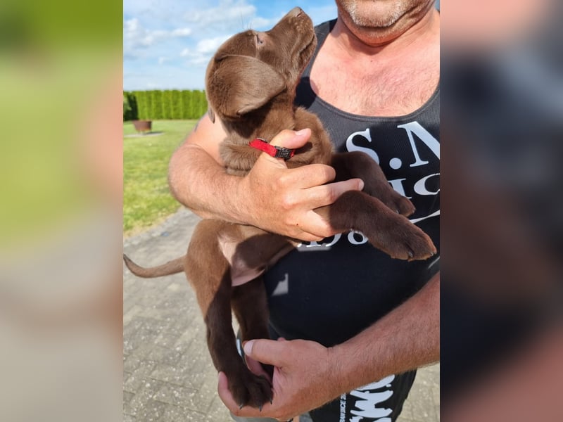 Zuckersüße Reinrassige Labrador Welpen suchen liebevolles Zuhause!