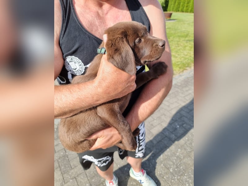 Zuckersüße Reinrassige Labrador Welpen suchen liebevolles Zuhause!