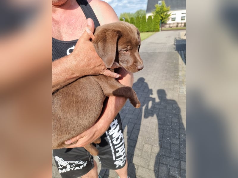 Zuckersüße Reinrassige Labrador Welpen suchen liebevolles Zuhause!