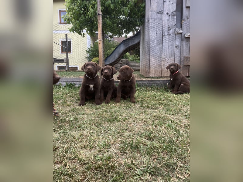 Labrador Appenzeller Mischling