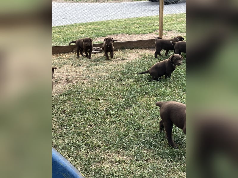 Labrador Appenzeller Mischling