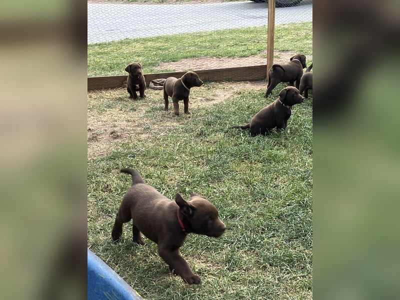 Labrador Appenzeller Mischling