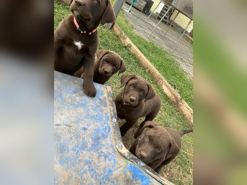Labrador Appenzeller Mischling