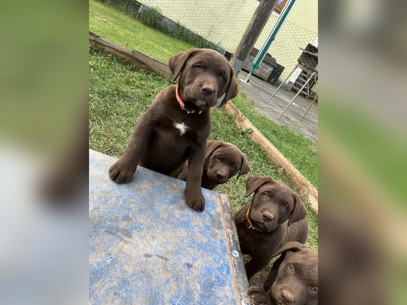 Labrador Appenzeller Mischling