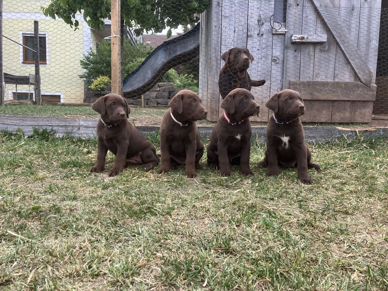 Labrador Appenzeller Mischling