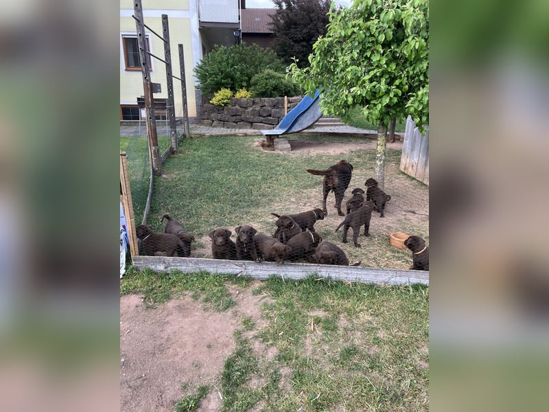 Labrador Appenzeller Mischling
