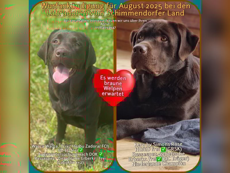 Wurfankündigung für August von reinrassig braunen Labrador Retrieverwelpen mit AT