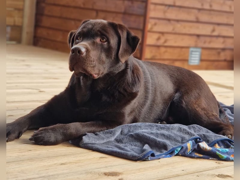 Wurfankündigung für August von reinrassig braunen Labrador Retrieverwelpen mit AT