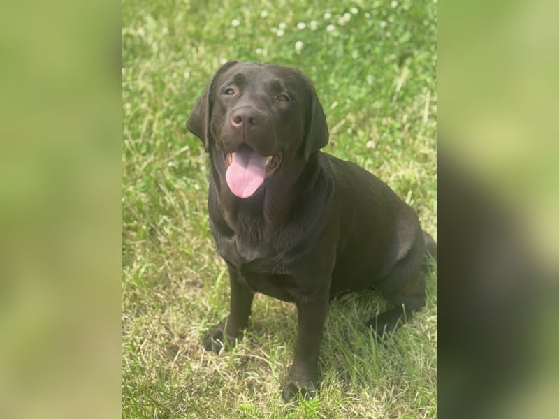 Wurfankündigung für August von reinrassig braunen Labrador Retrieverwelpen mit AT