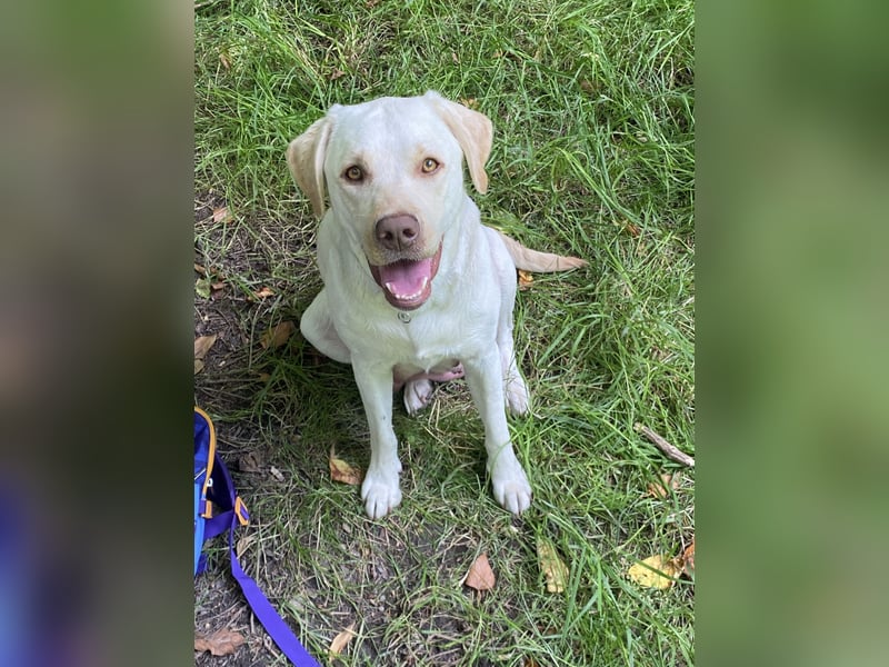 Labrador