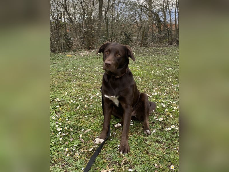 Labrador