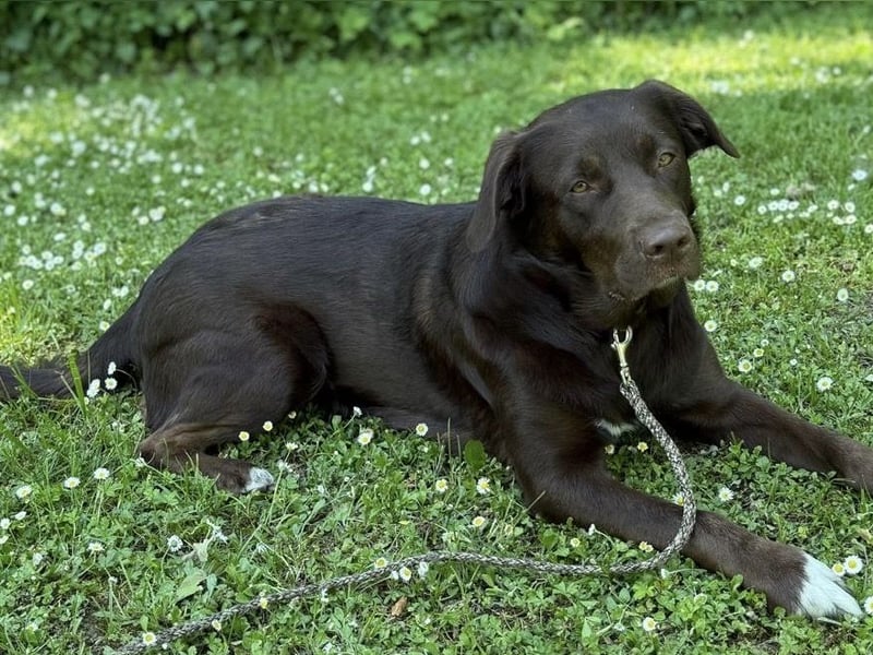 Labrador