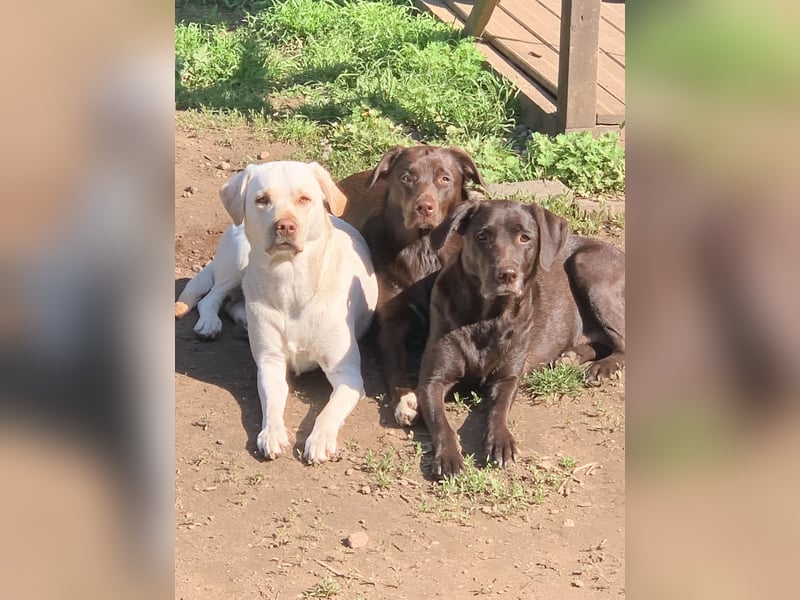 Labrador