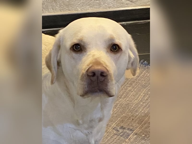 Labrador