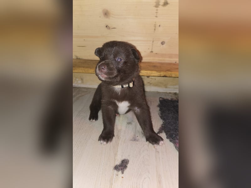 Labrador Husky Mix