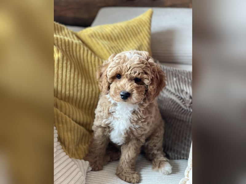 Bereits super erzogene Labradoodle Welpen -abgabebereit-