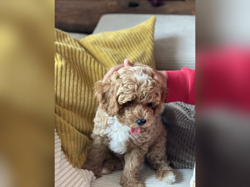 Bereits super erzogene Labradoodle Welpen -abgabebereit-