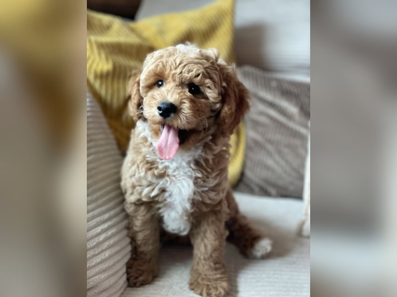 Bereits super erzogene Labradoodle Welpen -abgabebereit-