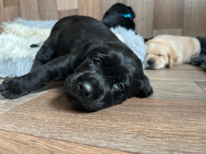 Reinrassige Labrador Welpen m.P. aus liebevoller Zucht
