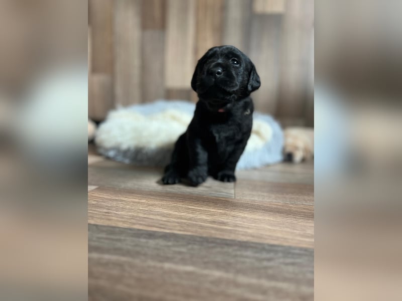 Reinrassige Labrador Welpen m.P. aus liebevoller Zucht