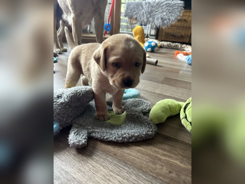 Reinrassige Labrador Welpen m.P. aus liebevoller Zucht