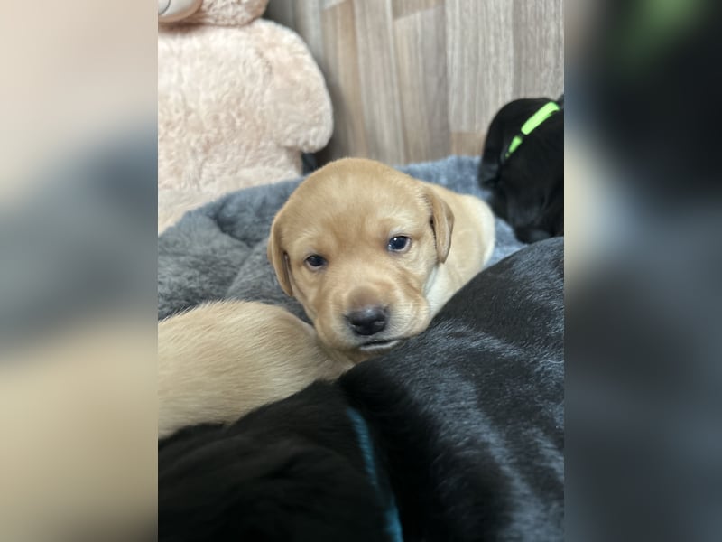 Reinrassige Labrador Welpen m.P. aus liebevoller Zucht