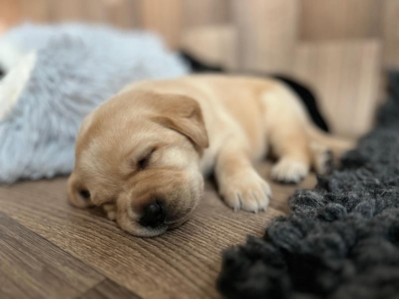 Reinrassige Labrador Welpen m.P. aus liebevoller Zucht