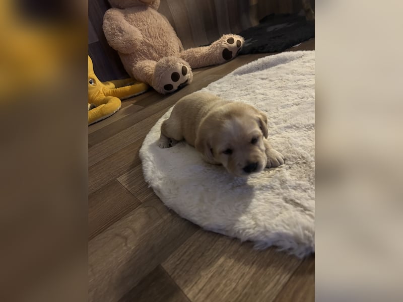 Reinrassige Labrador Welpen m.P. aus liebevoller Zucht