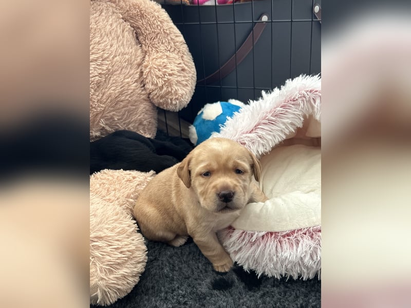 Reinrassige Labrador Welpen m.P. aus liebevoller Zucht