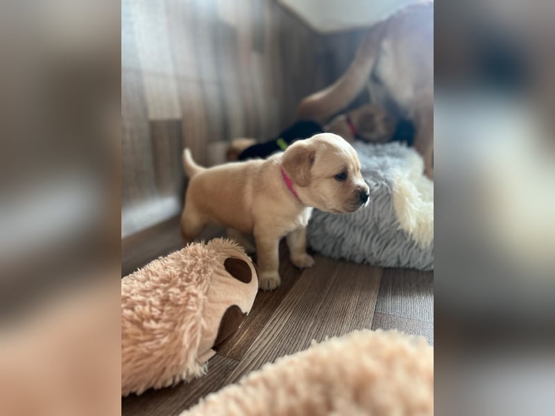 Reinrassige Labrador Welpen m.P. aus liebevoller Zucht