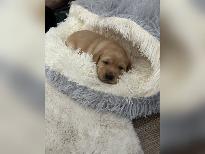 Reinrassige Labrador Welpen m.P. aus liebevoller Zucht