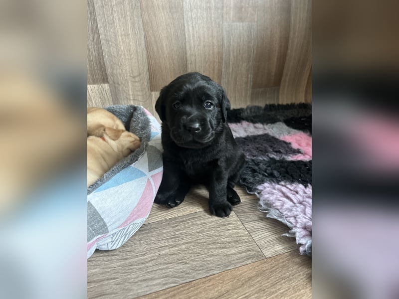 Reinrassige Labrador Welpen m.P. aus liebevoller Zucht
