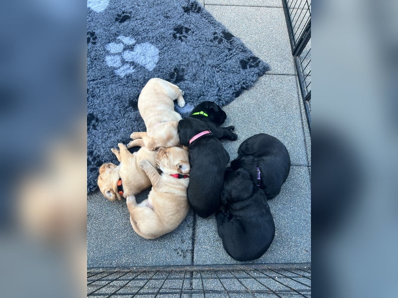 Reinrassige Labrador Welpen m.P. aus liebevoller Zucht