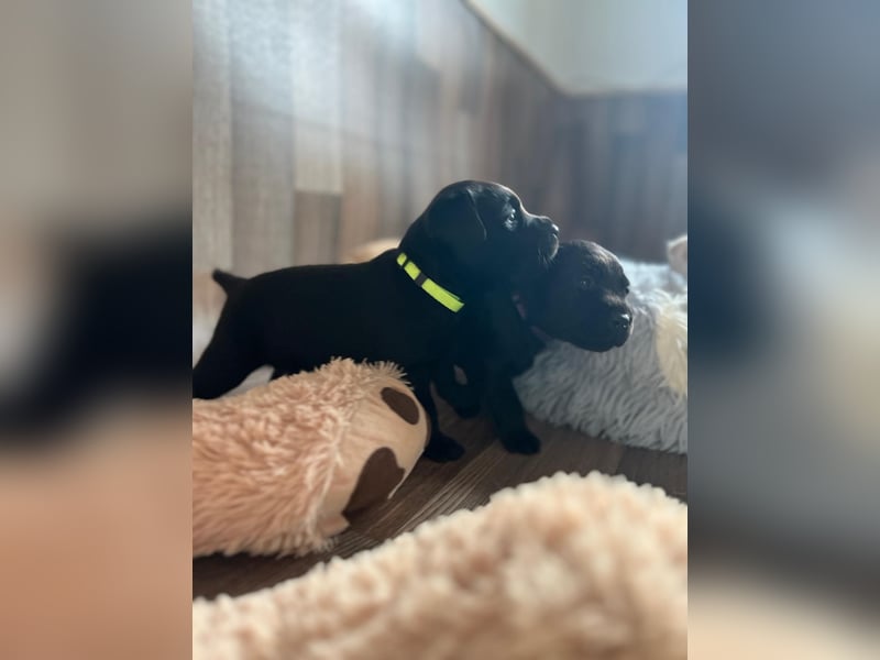 Reinrassige Labrador Welpen m.P. aus liebevoller Zucht